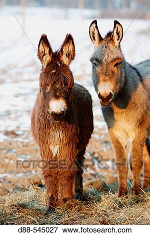 Donkeys View Large Photo Image Stock Photo - Donkeys. Fotosearch