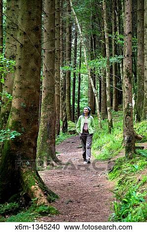 Stock Image - Dooney Rock Forest Near Sligo city County Sligo Republic of Ireland. Fotosearch