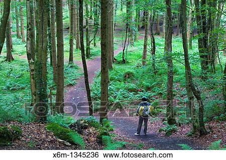 Dooney Rock Forest Near Sligo city County Sligo Republic of Ireland View Large Photo Image Stock Photograph - Dooney Rock Forest Near Sligo city County Sligo Republic of Ireland. Fotosearch