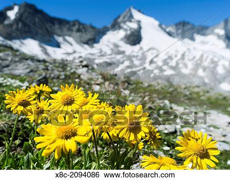 Doronicum (Doronicum grandiflorum), NP Hohe Tauern, in the background the Reichenspitz range of the Zillertal alps. europe, central europe, Austria, Tyrol, August. View Large Photo Image Stock Photograph - Doronicum (Doronicum grandiflorum), NP Hohe Tauern, in the background the Reichenspitz range of the Zillertal alps. europe, central europe, Austria, Tyrol, August.. Fotosearch
