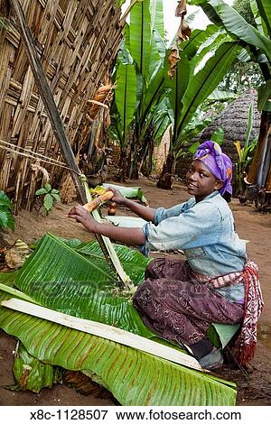 Dorze in the Guge mountains of Ethiopia, preparation of food dough and bread called Kotcho from the stem of a cooking banana Enset, Ensete, musa paradisiaca View Large Photo Image Stock Photo - Dorze in the Guge mountains of Ethiopia, preparation of food dough and bread called Kotcho from the stem of a cooking banana Enset, Ensete, musa paradisiaca. Fotosearch