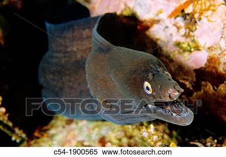 Dotted Moray Muraena augusti Atlantic Ocean Azores islands Portugal View Large Photo Image Stock Photography - Dotted Moray Muraena augusti Atlantic Ocean Azores islands Portugal. Fotosearch