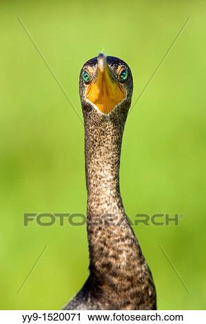 Stock Image - Double-crested Cormorant - Green Cay Wetlands, Delray Beach, Florida USA. Fotosearch