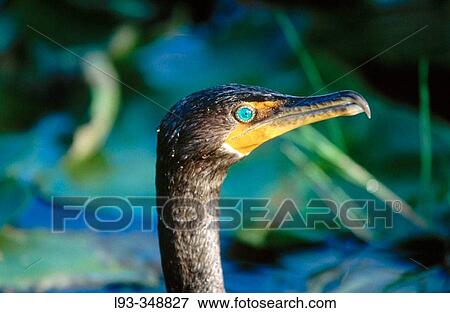 Stock Photo - Double-crested Cormorant (Phalacrocorax auritus). Everglades National Park. Florida, USA. Fotosearch