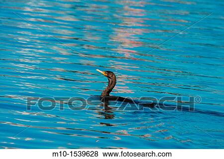 Stock Photo - Double-crested Cormorant. Fotosearch