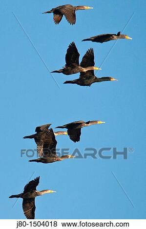 Double-crested Cormorants (Phalacrocorax auritus), Puerto Lopez Mateo, Baja California Sur, Mexico View Large Photo Image Stock Photo - Double-crested Cormorants (Phalacrocorax auritus), Puerto Lopez Mateo, Baja California Sur, Mexico. Fotosearch