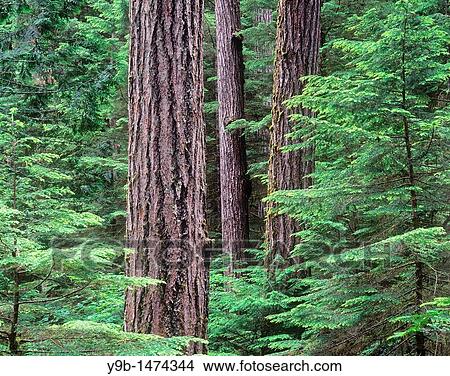 Douglas fir giants rise above western hemlock saplings, Middle Santiam Wilderness, Willamette National Forest, Oregon, USA View Large Photo Image Picture - Douglas fir giants rise above western hemlock saplings, Middle Santiam Wilderness, Willamette National Forest, Oregon, USA. Fotosearch