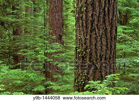 Douglas Fir Pseudotsuga menziesii giants and Western Hemlock Tsuga heterophylla saplings, Middle Santiam Wilderness, Willamette National Forest, Oregon, USA View Large Photo Image Stock Photo - Douglas Fir Pseudotsuga menziesii giants and Western Hemlock Tsuga heterophylla saplings, Middle Santiam Wilderness, Willamette National Forest, Oregon, USA. Fotosearch