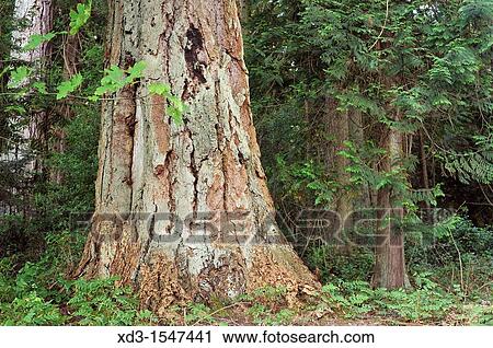 Douglas firs, Pseudotsuga menziesii, Newcastle Island, Nanaimo, British Columbia, Canada View Large Photo Image Stock Image - Douglas firs, Pseudotsuga menziesii, Newcastle Island, Nanaimo, British Columbia, Canada. Fotosearch