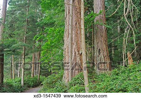 Douglas firs, Pseudotsuga menziesii, Newcastle Island, Nanaimo, British Columbia, Canada View Large Photo Image Stock Photo - Douglas firs, Pseudotsuga menziesii, Newcastle Island, Nanaimo, British Columbia, Canada. Fotosearch