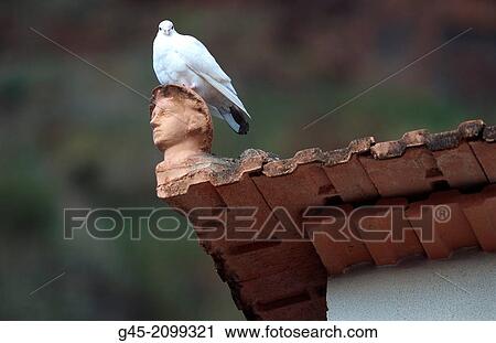 Dove, Madeira. View Large Photo Image Stock Image - Dove, Madeira.. Fotosearch