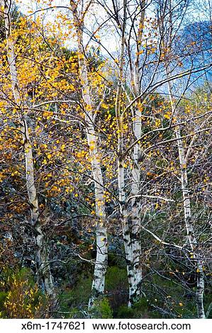 Downy birch Betula pubescens Laguna de las Lomas route Cardao de Arriba Palencia, Castile and Leon, Spain View Large Photo Image Stock Image - Downy birch Betula pubescens Laguna de las Lomas route Cardao de Arriba Palencia, Castile and Leon, Spain. Fotosearch