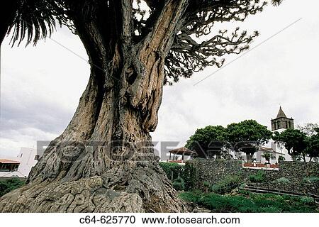 Stock Image - Drago tree (Dracanea drago). Icod de los Vinos. Tenerife. Canary Islands. Spain. Fotosearch