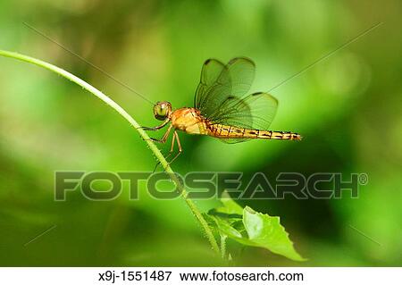 Dragon Fly, Brimston Clubtail Female. View Large Photo Image Stock Photo - Dragon Fly, Brimston Clubtail Female.. Fotosearch