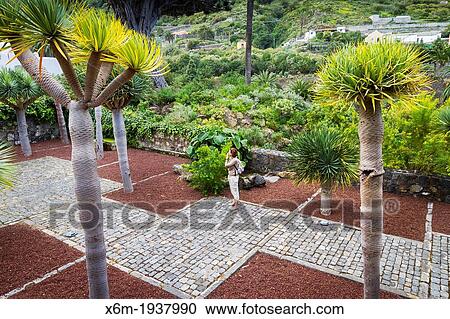 Stock Image - Dragon tree (Dracaena draco). Icod de los Vinos. Tenerife, Canary Islands, Spain.. Fotosearch