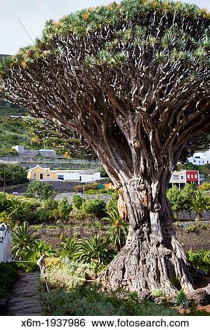 Dragon tree (Dracaena draco). Icod de los Vinos. Tenerife, Canary Islands, Spain. View Large Photo Image Stock Photograph - Dragon tree (Dracaena draco). Icod de los Vinos. Tenerife, Canary Islands, Spain.. Fotosearch