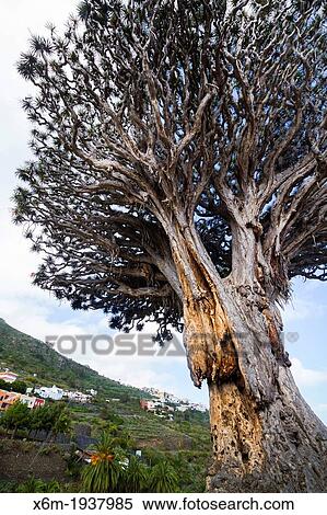Stock Photography - Dragon tree (Dracaena draco). Icod de los Vinos. Tenerife, Canary Islands, Spain.. Fotosearch