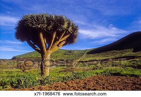 Dragon Tree, El Hierro, Canary Island, Spain, Europe. View Large Photo Image Stock Photograph - Dragon Tree, El Hierro, Canary Island, Spain, Europe.. Fotosearch