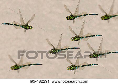 Dragonflies flying to the left and one flying to the right, digital composite View Large Photo Image Stock Image - Dragonflies flying to the left and one flying to the right, digital composite. Fotosearch