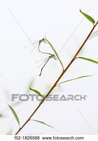 Dragonflies (Lestes viridis), mating View Large Photo Image Stock Photo - Dragonflies (Lestes viridis), mating. Fotosearch