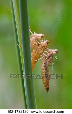 DRAGONFLY Anax imperator, Gipuzkoa, Basque Country, Spain, Europe. View Large Photo Image Stock Image - DRAGONFLY Anax imperator, Gipuzkoa, Basque Country, Spain, Europe.. Fotosearch