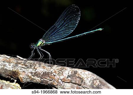 Dragonfly (Calopteryx splendens) in Villarcayo, Burgos, Spain. View Large Photo Image Stock Photo - Dragonfly (Calopteryx splendens) in Villarcayo, Burgos, Spain.. Fotosearch