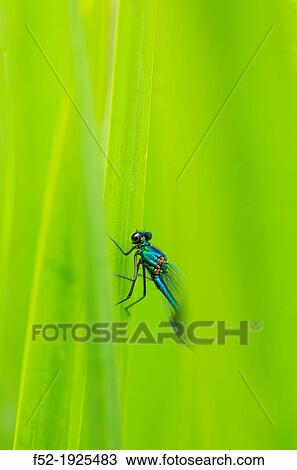 Stock Image - DRAGONFLY Calopteryx xanthostoma macho. Fotosearch