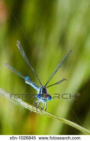 Dragonfly, Evora, Portugal View Large Photo Image Stock Photography - Dragonfly, Evora, Portugal. Fotosearch