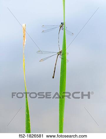 DRAGONFLY Lestes viridis View Large Photo Image Stock Image - DRAGONFLY Lestes viridis. Fotosearch