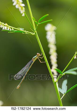 DRAGONFLY Lestes viridis young female, Gipuzkoa, Basque Country, Spain, Europe. View Large Photo Image Picture - DRAGONFLY Lestes viridis young female, Gipuzkoa, Basque Country, Spain, Europe.. Fotosearch