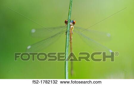 DRAGONFLY Lestes viridis young female, Gipuzkoa, Basque Country, Spain, Europe. View Large Photo Image Stock Image - DRAGONFLY Lestes viridis young female, Gipuzkoa, Basque Country, Spain, Europe.. Fotosearch