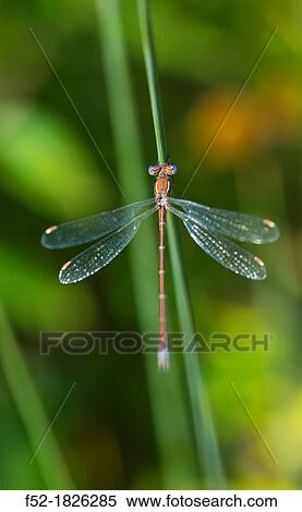 DRAGONFLY Male Lestes virens View Large Photo Image Stock Photography - DRAGONFLY Male Lestes virens. Fotosearch
