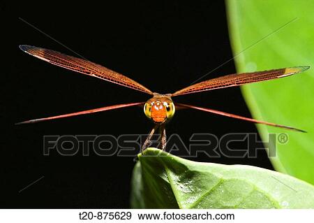 Dragonfly, Odonata, Peleliu Island, Micronesia, Palau View Large Photo Image Stock Photo - Dragonfly, Odonata, Peleliu Island, Micronesia, Palau. Fotosearch