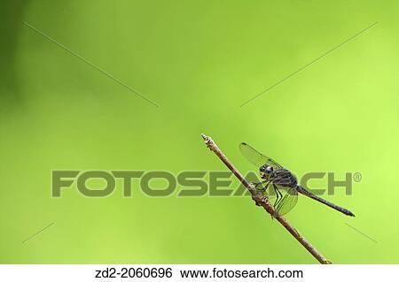 Dragonfly perched on a small branch. Cat Tien National Park. Vietnam. View Large Photo Image Stock Photograph - Dragonfly perched on a small branch. Cat Tien National Park. Vietnam.. Fotosearch