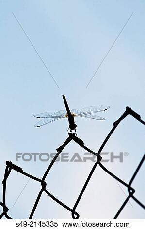 Dragonfly settling on a wire fence at sunset, Valencia, Spain. View Large Photo Image Stock Photography - Dragonfly settling on a wire fence at sunset, Valencia, Spain.. Fotosearch
