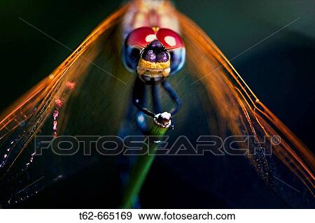 Dragonfly View Large Photo Image Stock Photo - Dragonfly. Fotosearch
