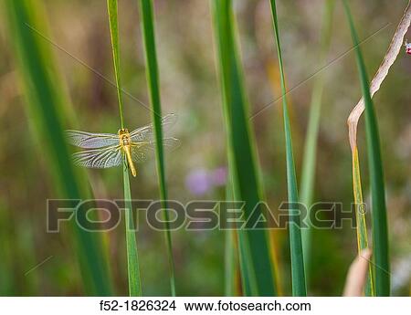 DRAGONFLY Sympetrum fonscolombii View Large Photo Image Picture - DRAGONFLY Sympetrum fonscolombii. Fotosearch