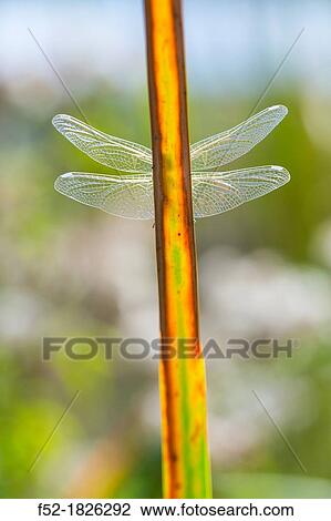 DRAGONFLY Sympetrum fonscolombii View Large Photo Image Stock Image - DRAGONFLY Sympetrum fonscolombii. Fotosearch