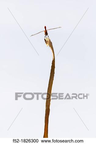 DRAGONFLY Sympetrum sanguineum View Large Photo Image Stock Image - DRAGONFLY Sympetrum sanguineum. Fotosearch