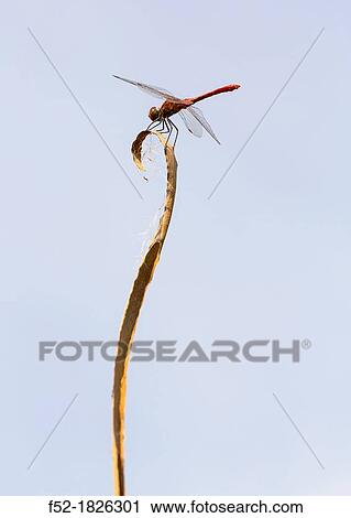 Dragonfly (Sympetrum sanguineum), Basque Country, Spain View Large Photo Image Stock Image - Dragonfly (Sympetrum sanguineum), Basque Country, Spain. Fotosearch