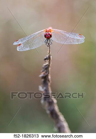 DRAGONFLY Sympetrum sanguineum View Large Photo Image Stock Image - DRAGONFLY Sympetrum sanguineum. Fotosearch
