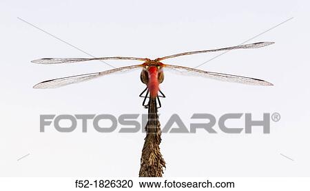 DRAGONFLY Sympetrum sanguineum View Large Photo Image Stock Image - DRAGONFLY Sympetrum sanguineum. Fotosearch