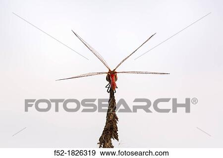 Dragonfly (Sympetrum sanguineum), Basque Country, Spain View Large Photo Image Stock Photo - Dragonfly (Sympetrum sanguineum), Basque Country, Spain. Fotosearch