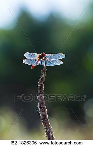 DRAGONFLY Sympetrum sanguineum View Large Photo Image Stock Photograph - DRAGONFLY Sympetrum sanguineum. Fotosearch