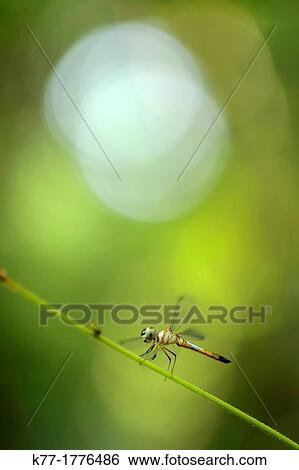 Dragonfly, Tanjung Puting National Park, Province Kalimantan, Borneo, Indonesia View Large Photo Image Stock Photograph - Dragonfly, Tanjung Puting National Park, Province Kalimantan, Borneo, Indonesia. Fotosearch
