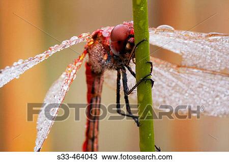 Dragonfly with dew on wings, holding on reed View Large Photo Image Stock Image - Dragonfly with dew on wings, holding on reed. Fotosearch
