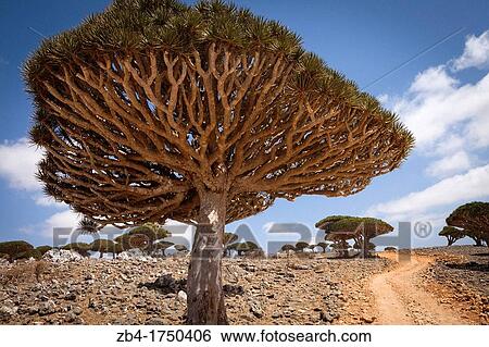 Stock Photograph - Dragon's Blood Tree Dracaena cinnabari, endemic to island, Diksam Plateau, central Socotra Island, listed as World Heritage by UNESCO, Aden Governorate, Yemen, Arabia, West Asia.. Fotosearch