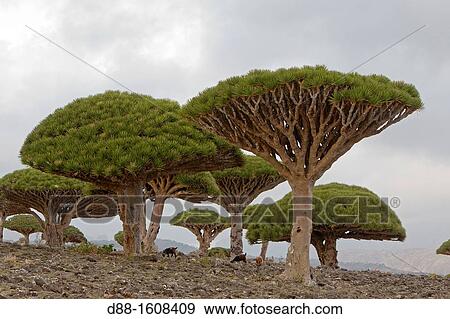 Dragon's blood tree (Dracaena cinnabari), Diksam, Socotra island, listed as World Heritage by UNESCO, Hadhramaut governatorate, Yemen View Large Photo Image Stock Photo - Dragon's blood tree (Dracaena cinnabari), Diksam, Socotra island, listed as World Heritage by UNESCO, Hadhramaut governatorate, Yemen. Fotosearch