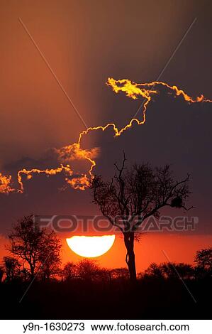 Dramatic sunset near Satara camp in Kruger National Park, South Africa View Large Photo Image Stock Image - Dramatic sunset near Satara camp in Kruger National Park, South Africa. Fotosearch
