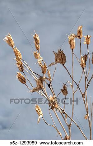 Dried Columbine seed pods in the Winter View Large Photo Image Stock Photo - Dried Columbine seed pods in the Winter. Fotosearch